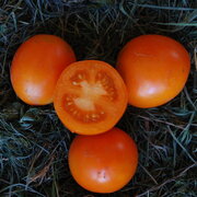 Tomate-Cerise Orange Précoce Ida Gold