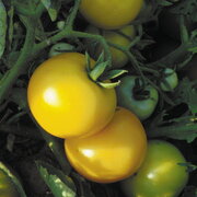 Tomate Orange Précoce Sol Gold