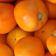 Tomate Orange Mi-Saison Moonglow