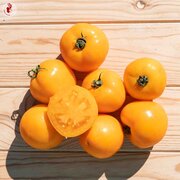 Tomate Orange Mi-Saison Mountain Gold