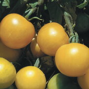 Tomate Jaune Mi-Saison Yellow Perfection