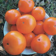 Tomate Orange Mi-Saison Russian Persimmon