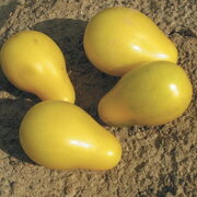 Tomate-Cerise Jaune Mi-Saison Beams Yellow Pear
