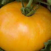 Tomate Orange Tardive Amana Orange