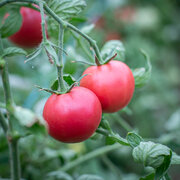 Tomate Rose Précoce Canabec Rose