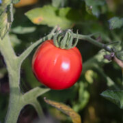 Tomate Rose Mi-Saison Livingston’s Main Crop Pink