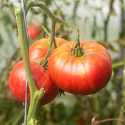 Tomate Rose Mi-Saison 1884