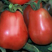 Tomate Rose Mi-Saison Ukrainian Pear