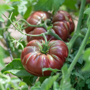 Tomate Noire Mi-Saison Purple Calabash