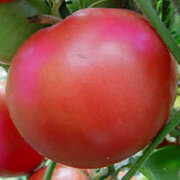 Tomate Rose Mi-Saison Caspian Pink