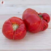 Tomate Rose Tardive Giant Belgium