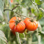 Tomate Bigarrée Mi-Saison Striped German