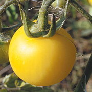 Tomate Blanche Mi-Saison Pêche Blanche
