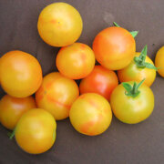 Tomate-Cerise Bigarrée Mi-Saison Marizol Gold Cherry