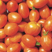 Tomate Bigarrée Mi-Saison Tonnelet