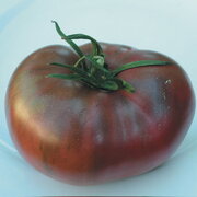 Tomate Noire Mi-Saison Charbonneuse