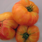 Tomate Bigarrée Tardive Tuxhorn