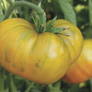 Tomate Verte Mi-Saison Moldovan Green