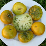 Tomate Verte Mi-Saison Tasty Evergreen