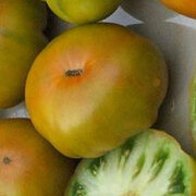 Tomate Verte Mi-Saison Greenwich