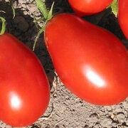 Tomate Rouge Mi-Saison Spitze