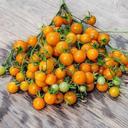 Tomate-Cerise Orange Mi-Saison Orange Centiflor