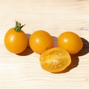 Tomate-Cerise Jaune Mi-Saison Yellow Centiflor