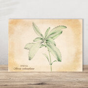 Carte postale Plantes médicinales Stevia