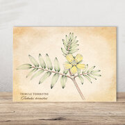 Carte postale Plantes médicinales Tribulus