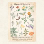 Planche botanique - "Plantes médicinales"