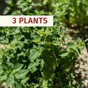 3 Plants d'Origan AB