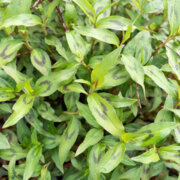 Coriandre vietnamienne 2 plants bio