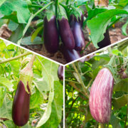 Trio d’aubergines 3 plants bio