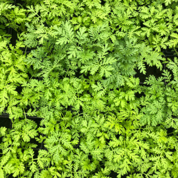 Médicinales - Plants d'Artemisia annua