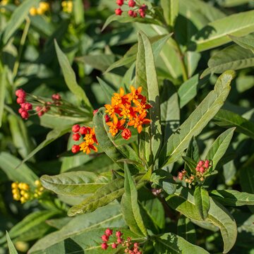 Asclepias - Silky Red