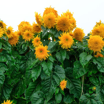 Graines BIO TOURNESOL à Fleurs Evening Colours - KOKOPELLI