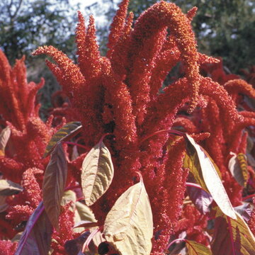 Amaranthes à Feuilles - Hopi Red Dye