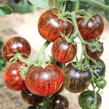 Tomates - Dark Galaxy