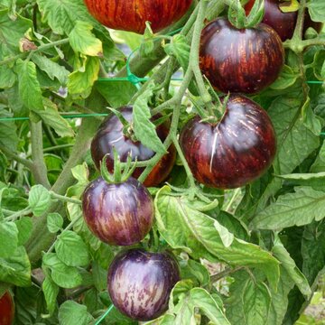 Tomates - Kaleidoscopic Jewel