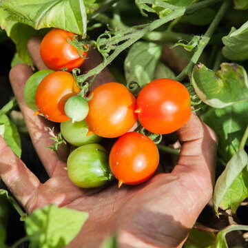 Graines Tomate Reine des Hâtives Bio - La semence bio - Terre Vivante