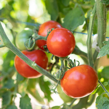 Tomates - Gloire de Malines