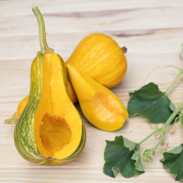 Courges Moschata - Butternut Sonca Orange