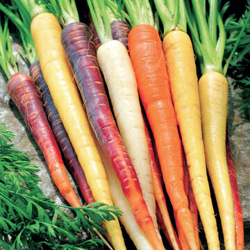 La carotte : grande star des légumes racines