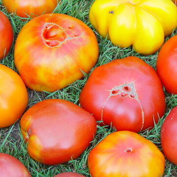 Tomates - Tomates En Mélange à gros fruits