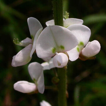 Desmodium - Desmodium sessilifolium