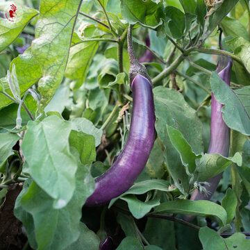 Aubergines - Ping Tung