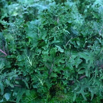 Choux Frisés / Kales - Wild Garden Kale Mix