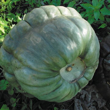 Courges Maxima - Queensland Blue