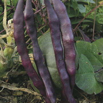 Haricots mangetout - Plat à Cosses Violettes