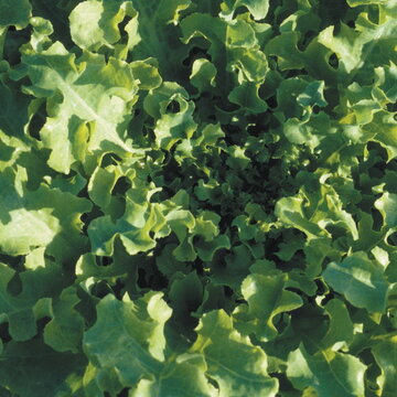Laitues - Salad Bowl Green